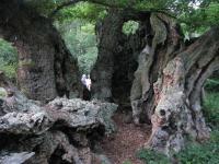 Albums/20090700-Windsor Great Park/7